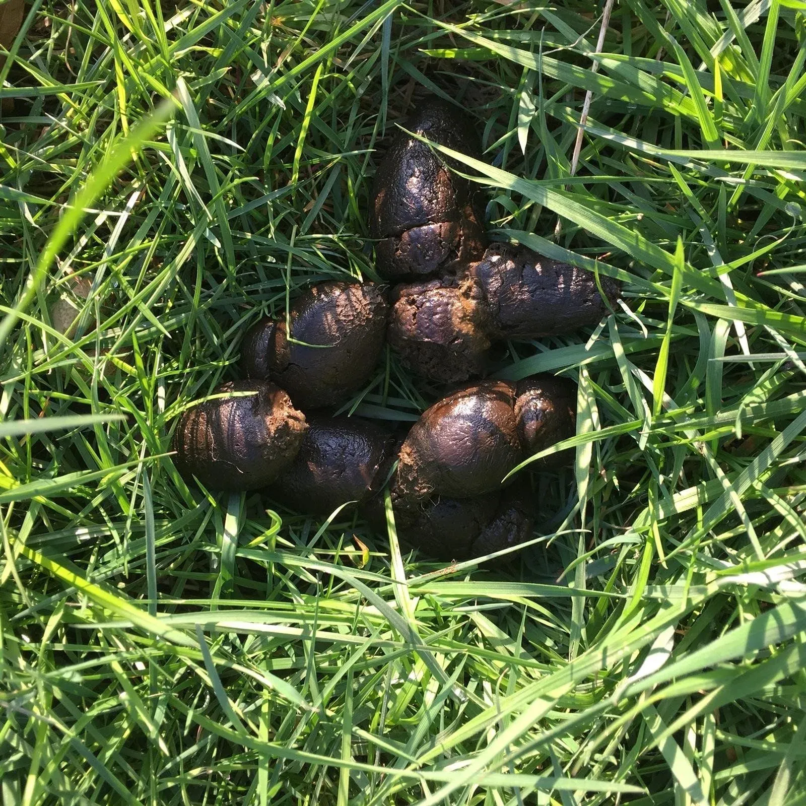 black-dog-poop.jpg