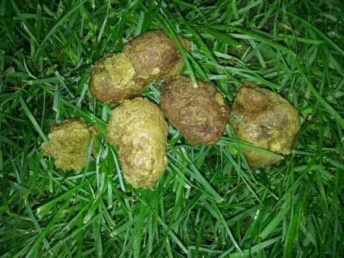 green-dog-poop.jpg