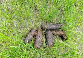 grey-dog-poop.png