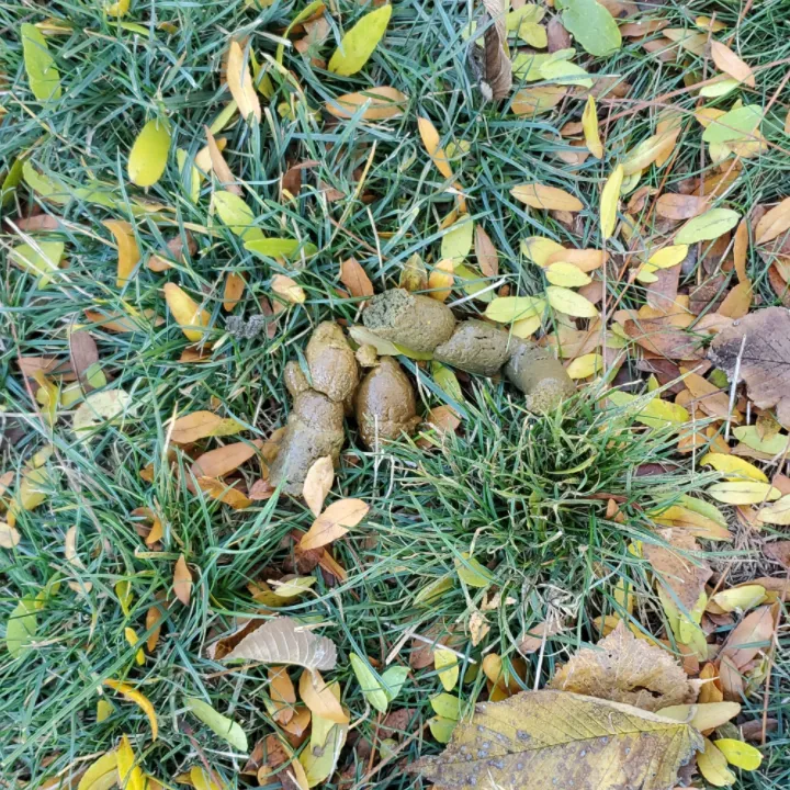 perfect-dog-poop.png