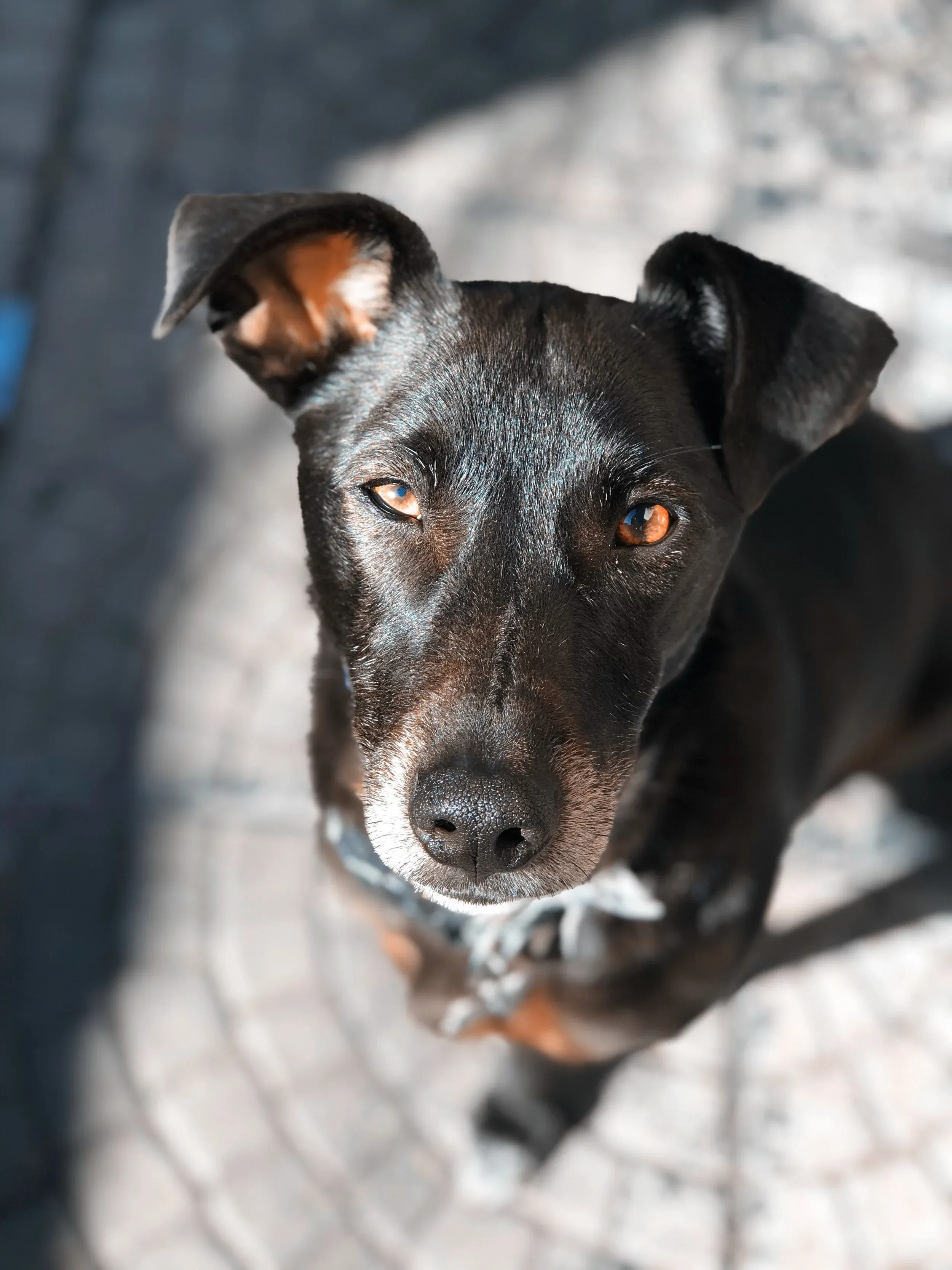 pup4.jpg