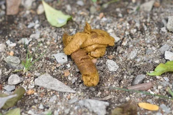 yellow-dog-poop.jpg